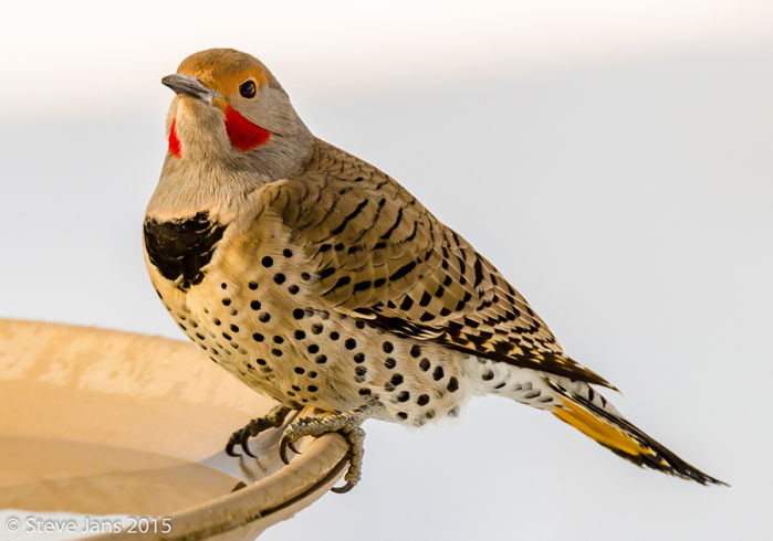 Northern Flicker